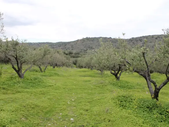Business In Neapoli, Greece (105 M²)