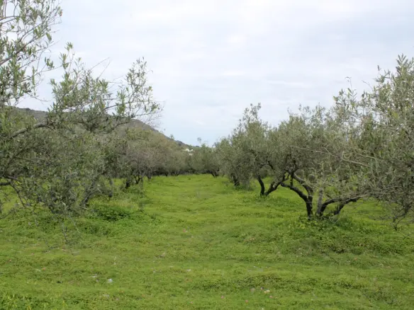 Business In Neapoli, Greece (105 M²)