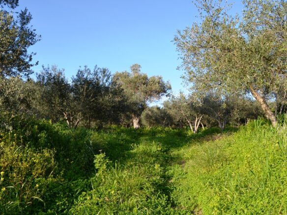 Land In Arkadi, Greece