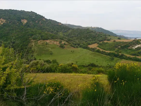 Land In Aristotle, Greece (11.300 M²)