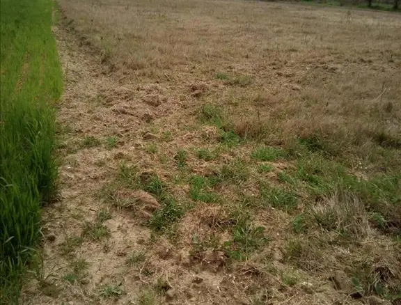 Land In Kassandra, Greece