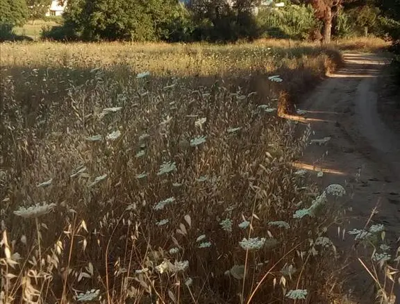 Land In Kassandra, Greece