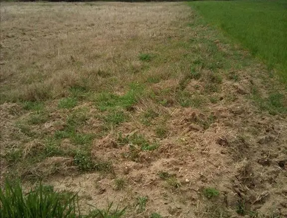 Land In Kassandra, Greece