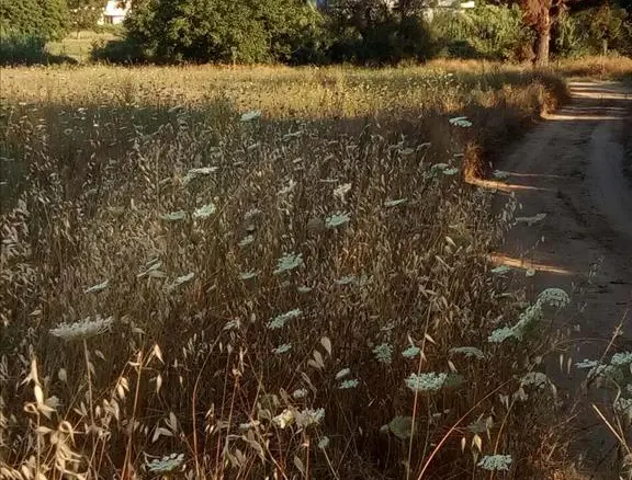 Land In Kassandra, Greece