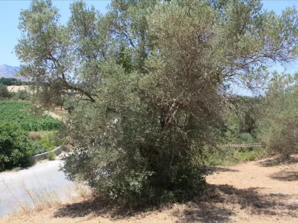 Land In Georgioupoli, Greece