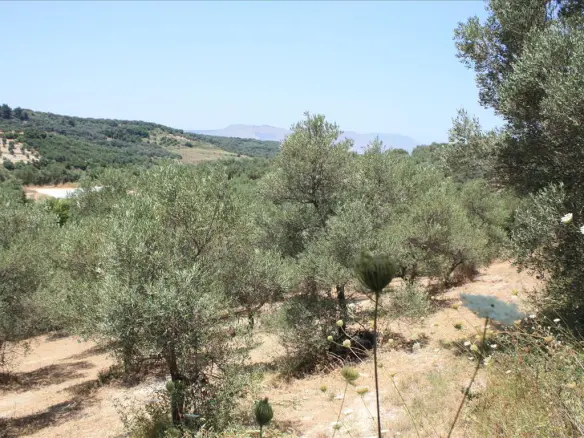 Land In Georgioupoli, Greece