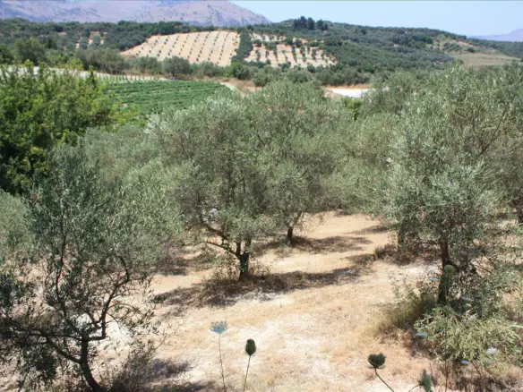 Land In Georgioupoli, Greece