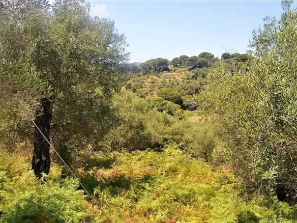 Land In Corfu, Greece