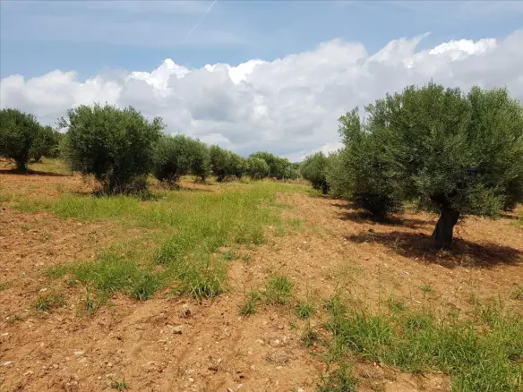 Land In Sithonia, Greece