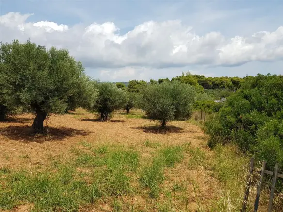 Land In Sithonia, Greece