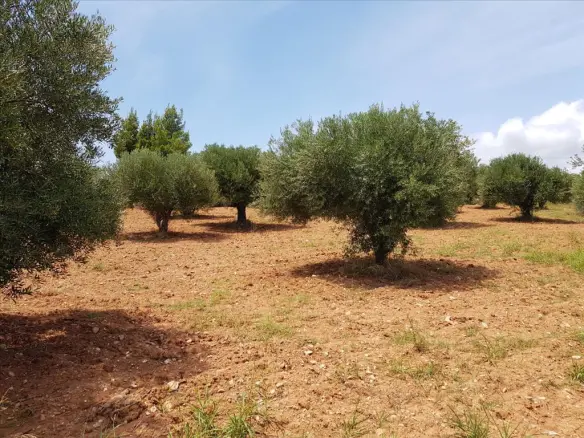 Land In Sithonia, Greece