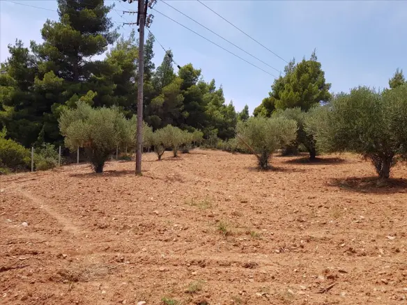 Land In Sithonia, Greece