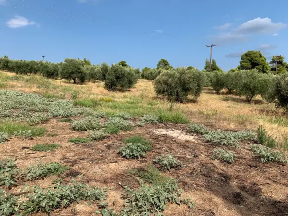 Land In Poligiros, Greece