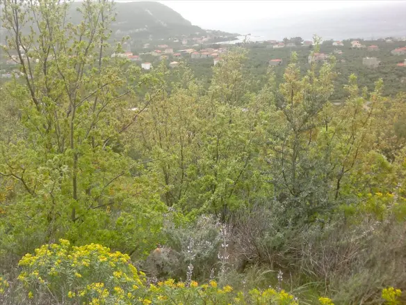 Land In Lefktros, Greece