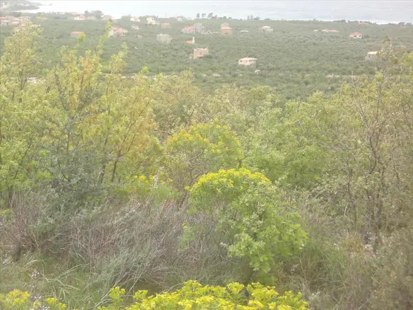 Land In Lefktros, Greece