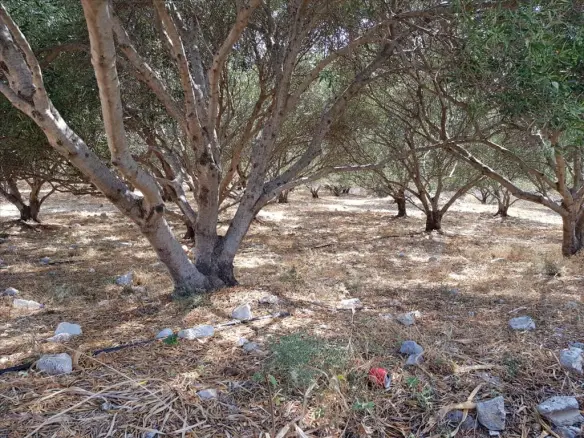 Land In Neapoli, Greece