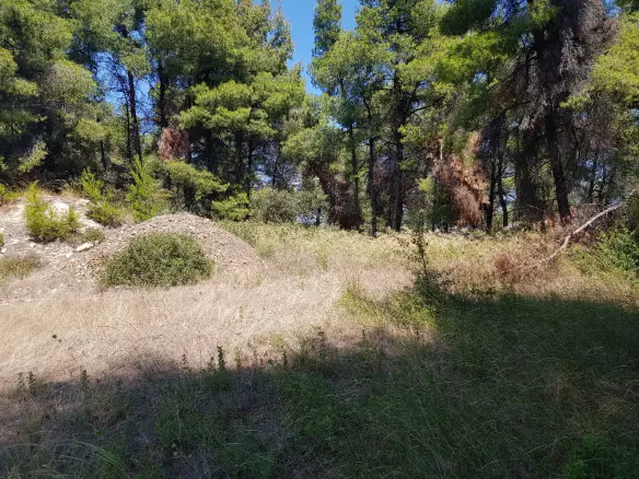 Land In Kassandra, Greece
