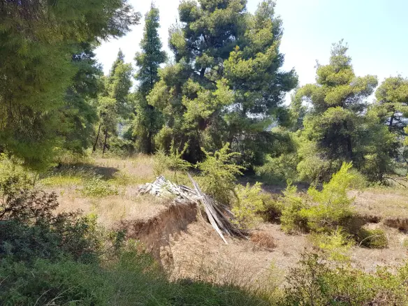 Land In Kassandra, Greece
