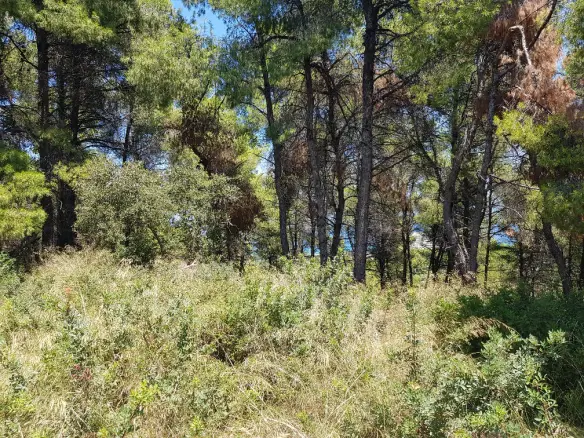 Land In Kassandra, Greece