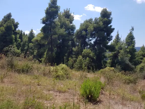 Land In Kassandra, Greece