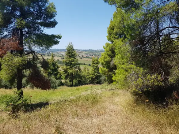 Land In Kassandra, Greece