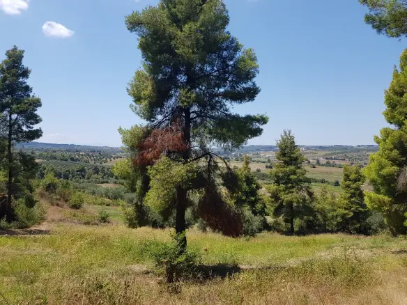 Land In Kassandra, Greece