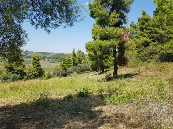 Land In Kassandra, Greece