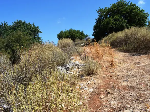 Land In Arkadi, Greece
