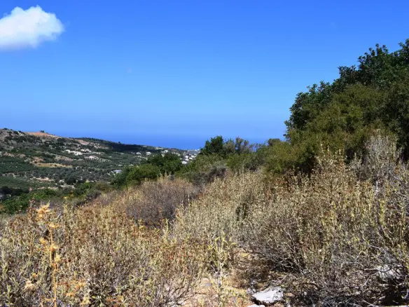 Land In Arkadi, Greece