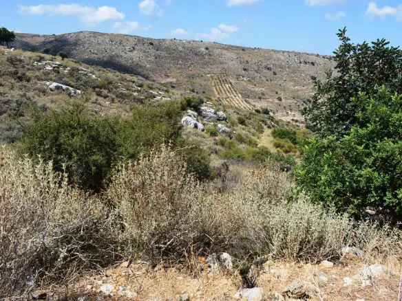 Land In Arkadi, Greece