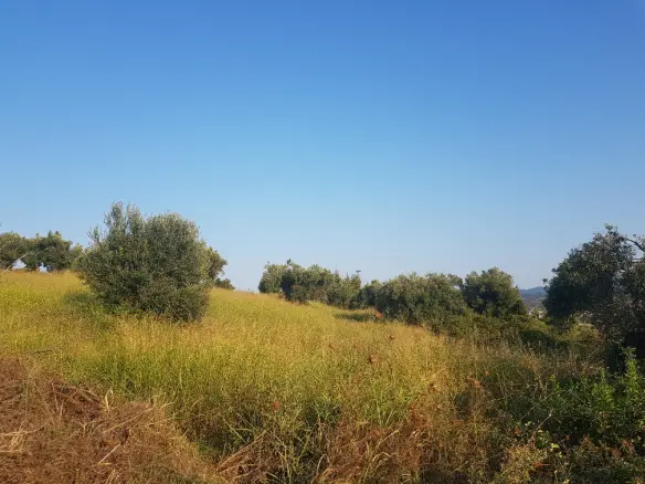 Land In Kassandra, Greece