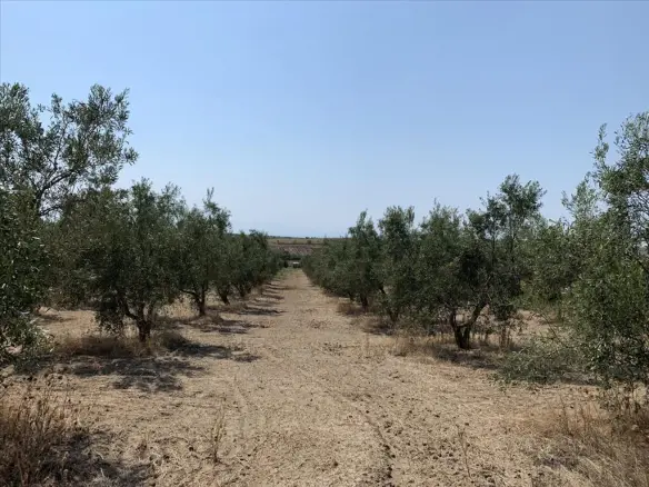 Land In Epanomi, Greece (7.000 M²)