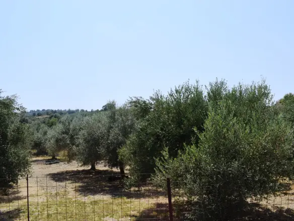 Land In Arkadi, Greece