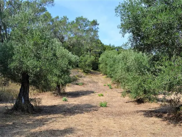 Land In Corfu, Greece