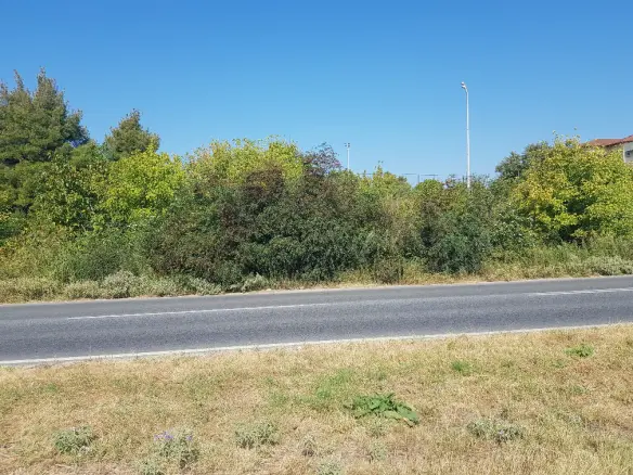 Land In Kassandra, Greece