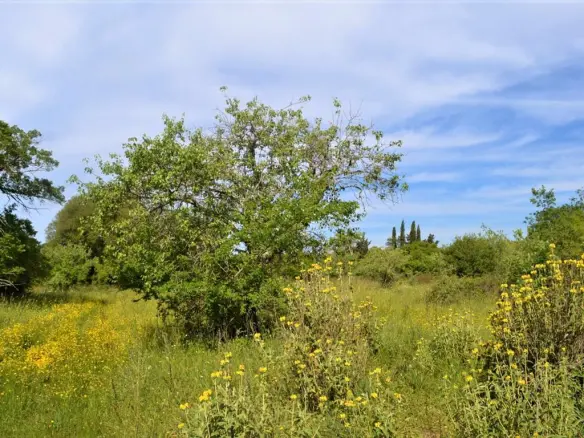 Land In Corfu, Greece