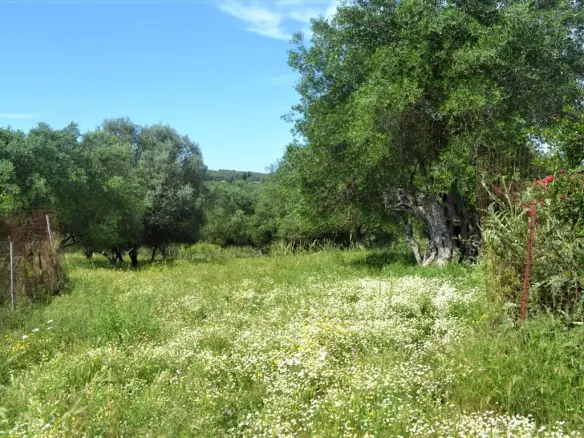 Land In Corfu, Greece (160 M²)
