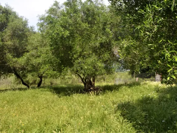 Land In Corfu, Greece (160 M²)