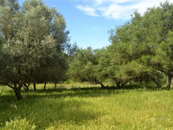 Land In Corfu, Greece (160 M²)