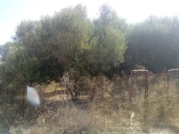 Land In Gazi, Greece