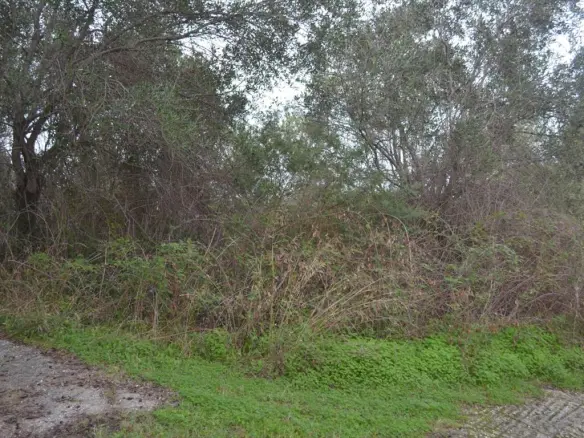Land In Corfu, Greece