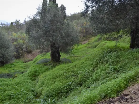 Land In Corfu, Greece