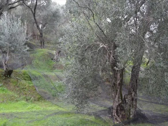 Land In Corfu, Greece