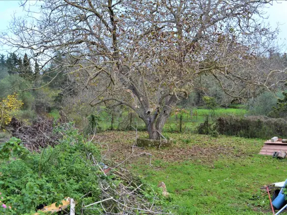 Land In Corfu, Greece (65 M²)