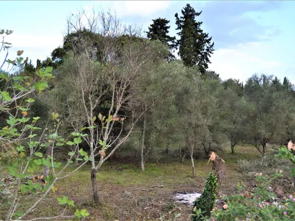 Land In Corfu, Greece (65 M²)