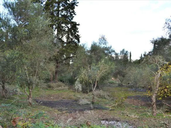 Land In Corfu, Greece (65 M²)