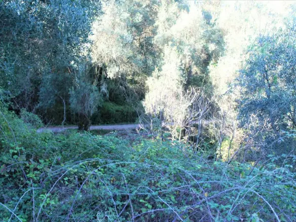 Land In Corfu, Greece