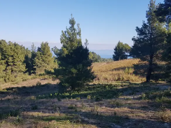 Land In Kassandra, Greece