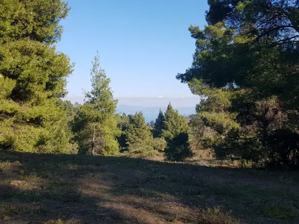 Land In Kassandra, Greece