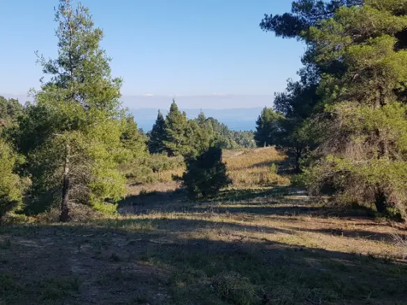 Land In Kassandra, Greece